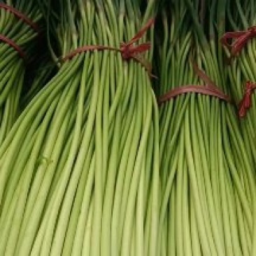 精品红帽蒜苔大量现货