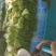 精品红帽蒜苔大量现货