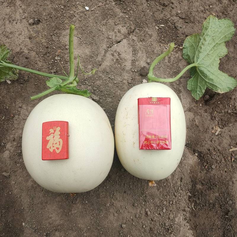 河南东方蜜2号，红玉2号红金蜜甜瓜，万亩大棚基龚垒代办