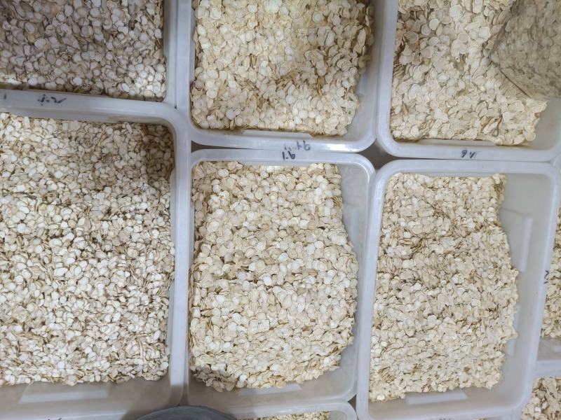 正品人参片1.2可批发可零售量大从优