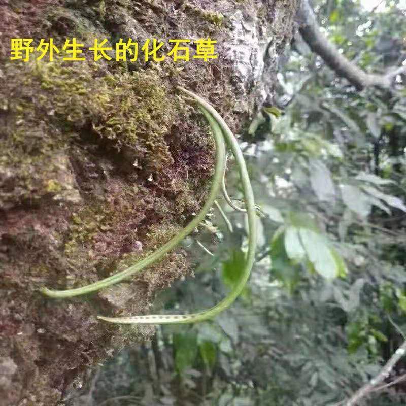 中药材正品野生云南化石草肾精草肾精茶长白山男性滋补去石批