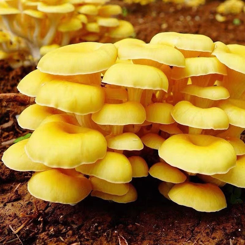 野生菌新鲜鸡油菌量大从优一件代发