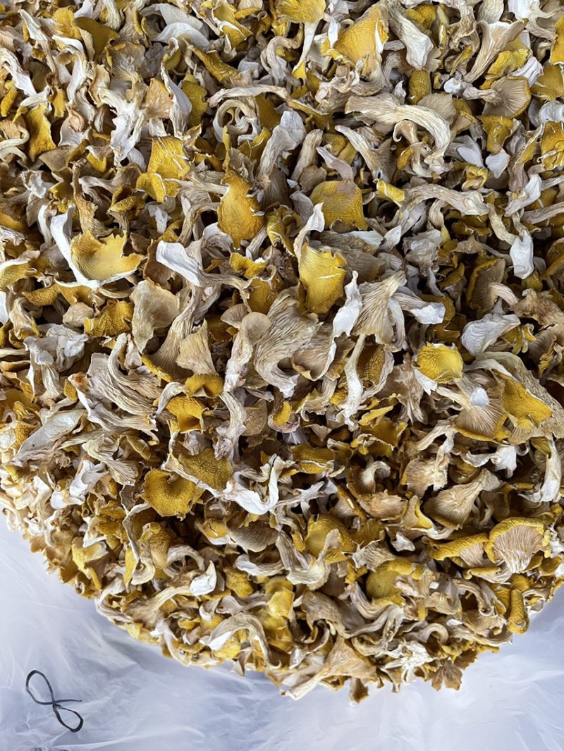 野生菌新鲜鸡油菌量大从优一件代发