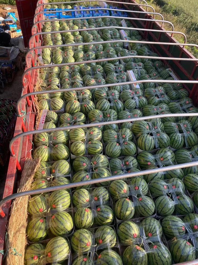 西瓜精品美都无籽西瓜大量上市基地直发一手货源量大