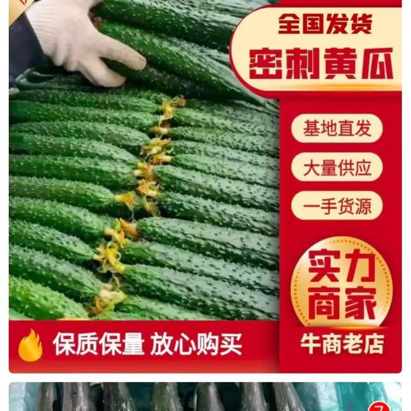 黄瓜密刺黄瓜，大棚顶花带刺黄瓜对接电商平台拼多多美团
