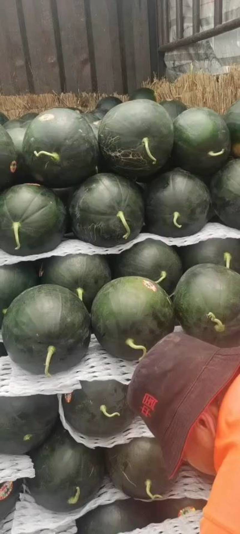 无籽西瓜陕西西瓜黑皮无籽西瓜规格齐全支持视频看货