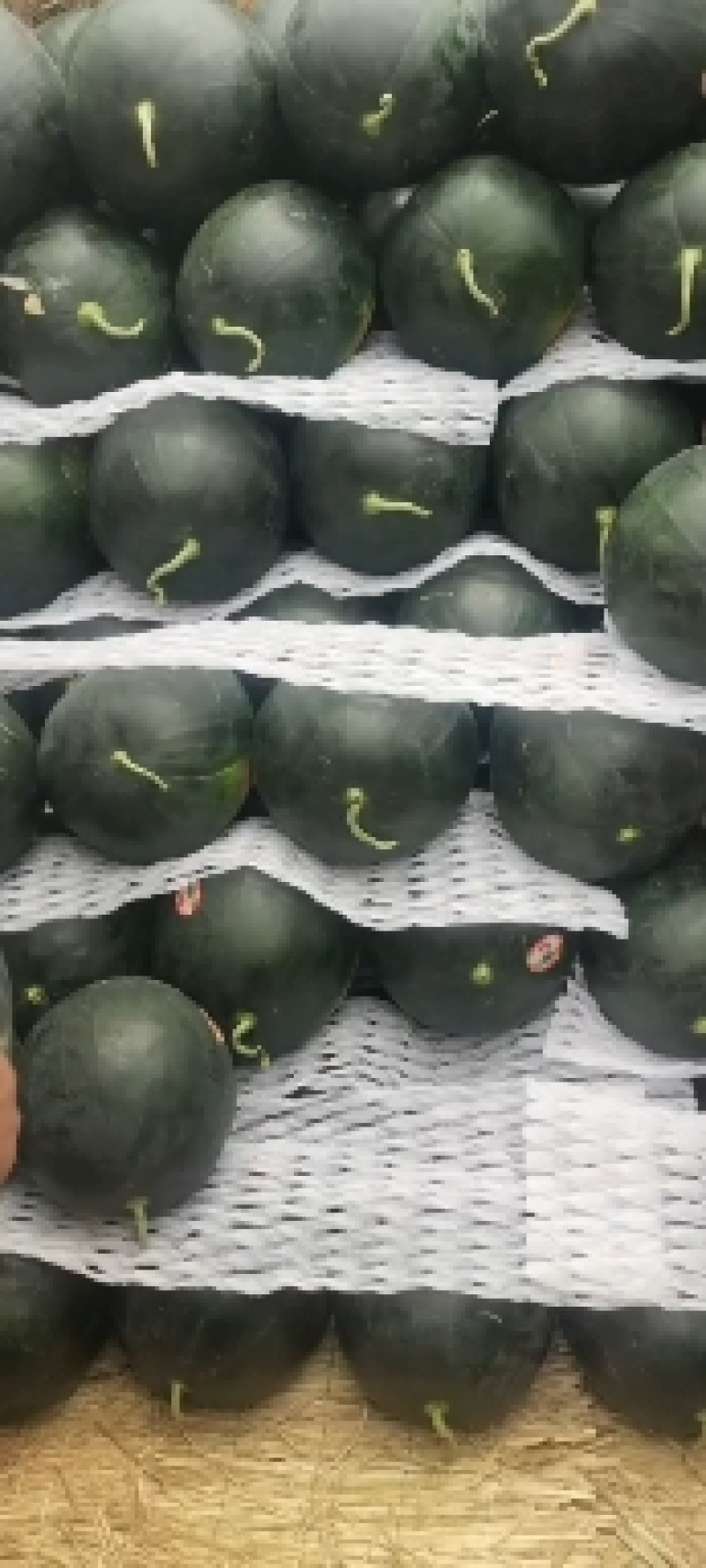 无籽西瓜陕西西瓜黑皮无籽西瓜规格齐全支持视频看货