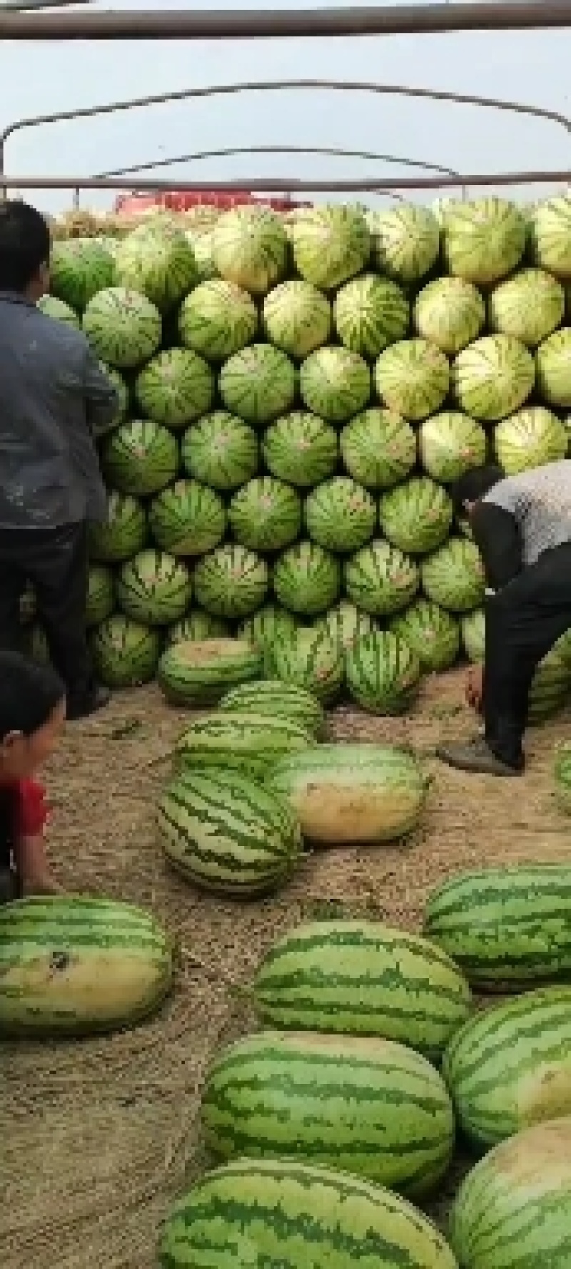 无籽西瓜陕西西瓜黑皮无籽西瓜规格齐全支持视频看货