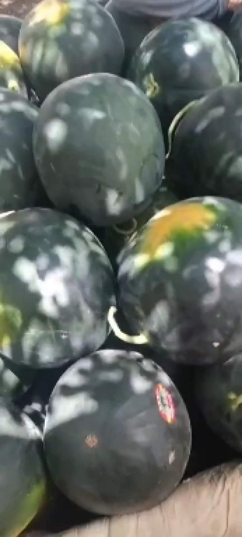 无籽西瓜陕西西瓜黑皮无籽西瓜规格齐全支持视频看货