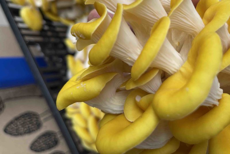 野生菌新鲜鸡油菌量大从优一件代发
