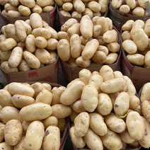 黄心土豆-基地直供-价格合理-保证质量
