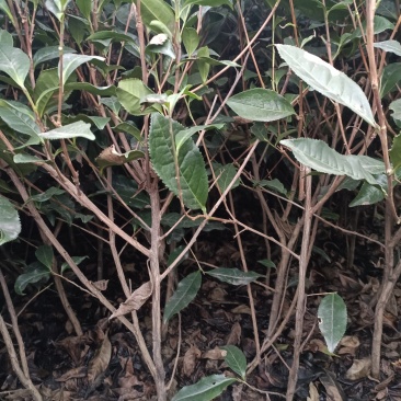 茶树茶苗