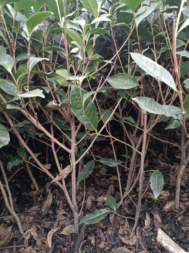 茶树茶苗