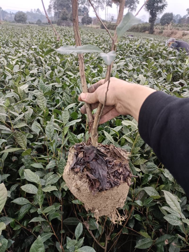 茶树茶苗