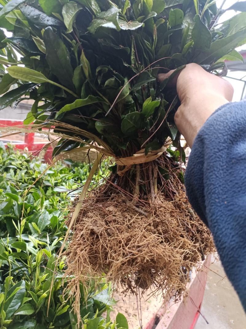 茶树茶苗