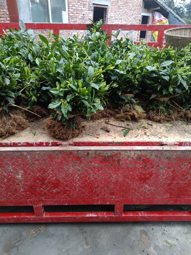 茶树茶苗