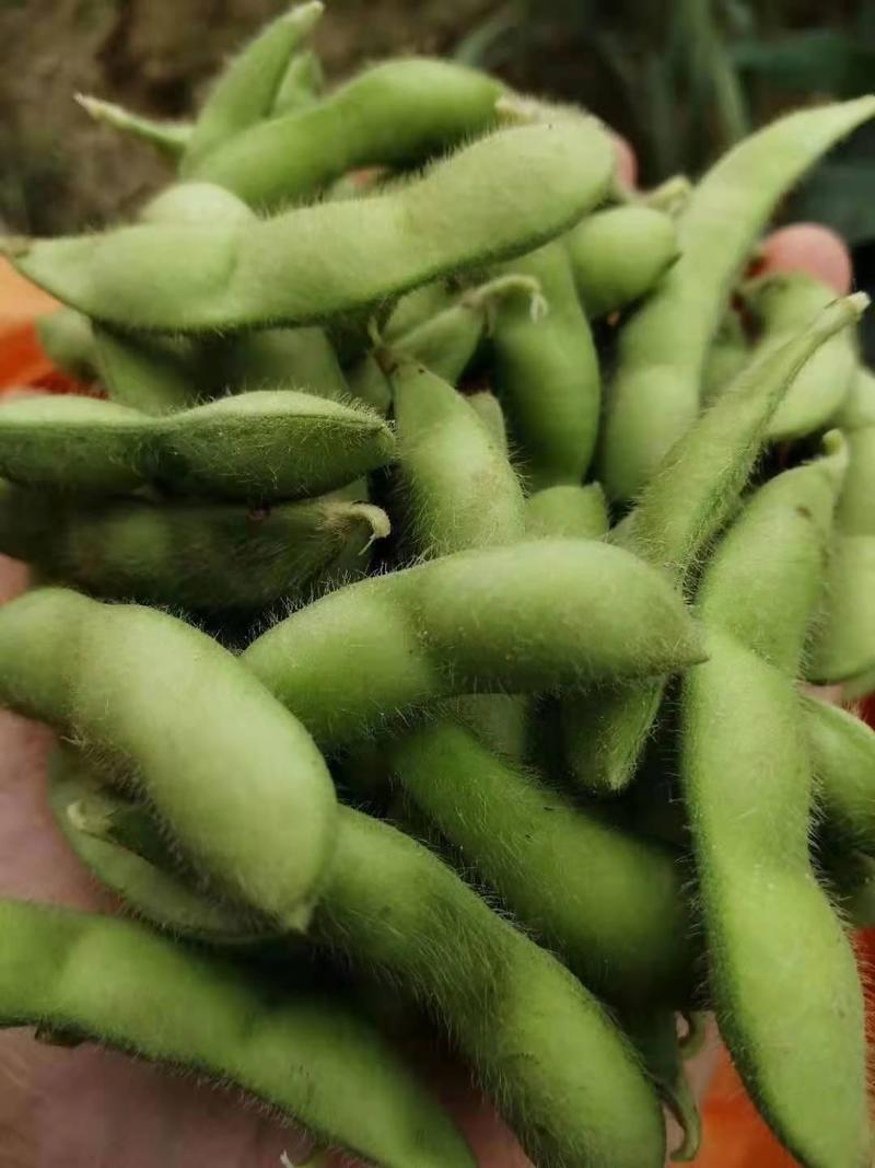 绿宝石毛豆大量上市了，质量保证价格优惠。