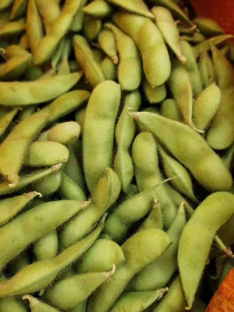 绿宝石毛豆大量上市了，质量保证价格优惠。