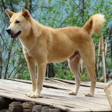 饲养中华田园犬苗