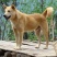 饲养中华田园犬苗