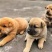 饲养中华田园犬苗
