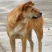 饲养中华田园犬苗