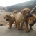 饲养中华田园犬苗