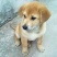 饲养中华田园犬苗
