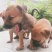 饲养中华田园犬苗