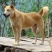 饲养中华田园犬苗