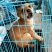 饲养中华田园犬苗