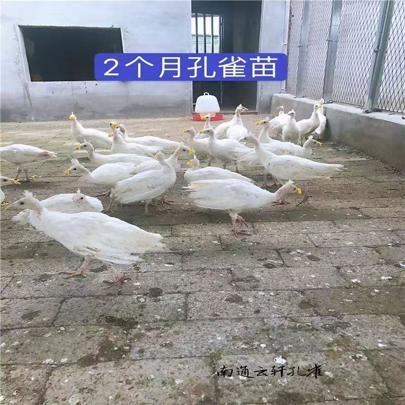 养殖蓝孔雀