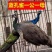 养殖蓝孔雀