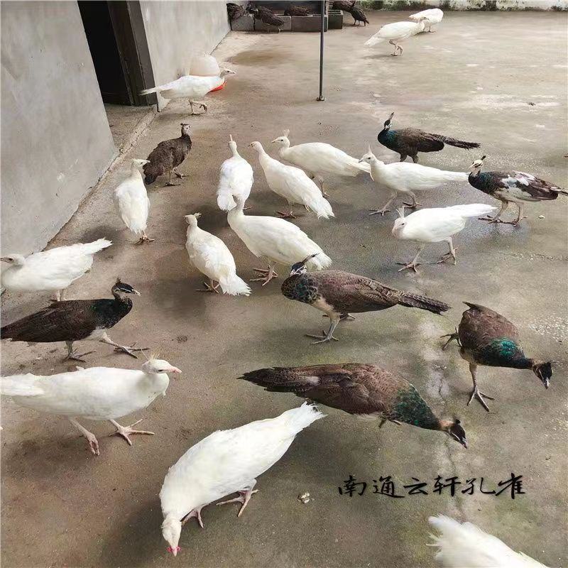 养殖蓝孔雀