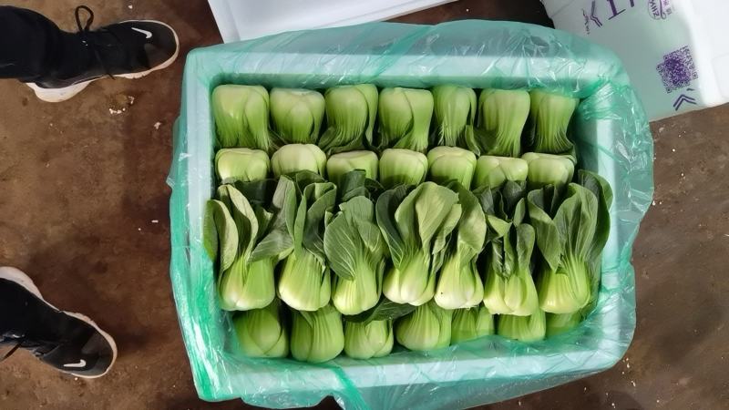 云南精品上海青产地一手货源可视频看货质量保证