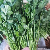 云南精品香菜产地一手货源可视频看货质量保证