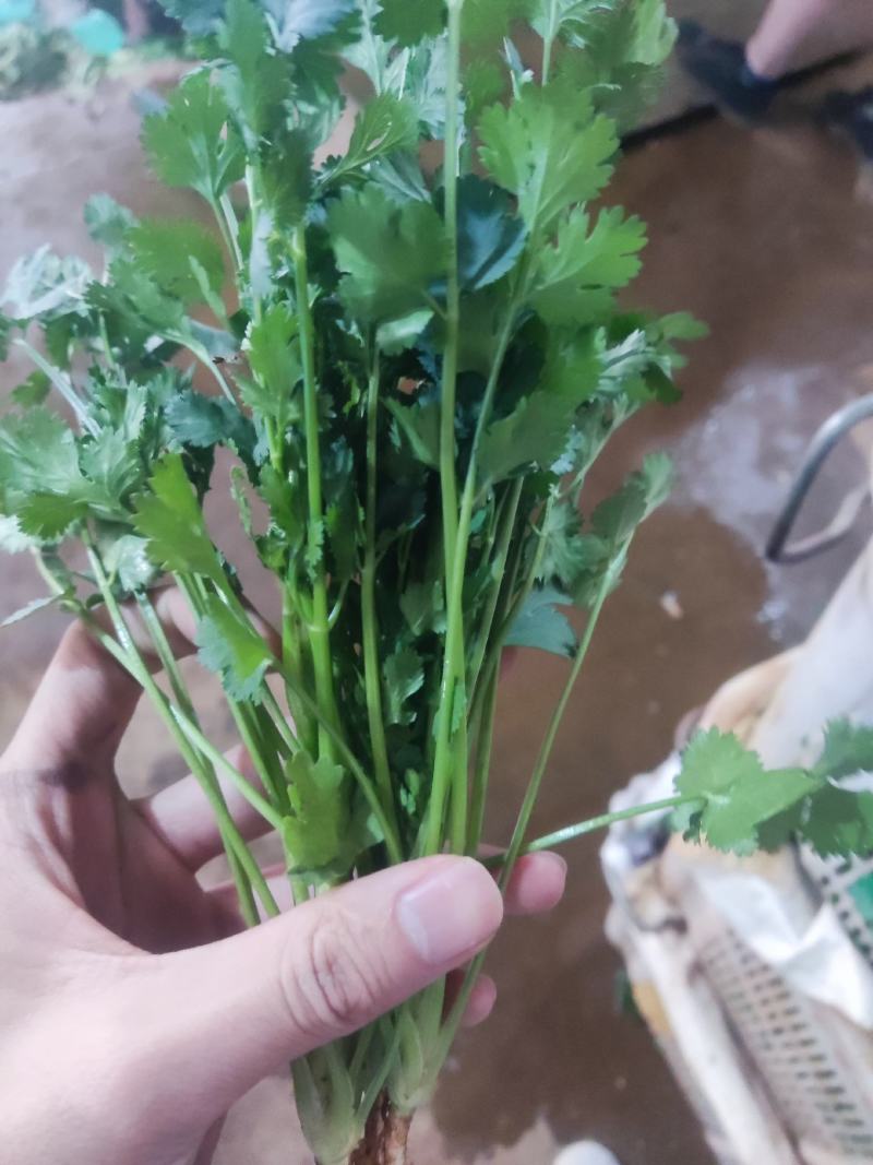 云南精品香菜产地一手货源可视频看货质量保证