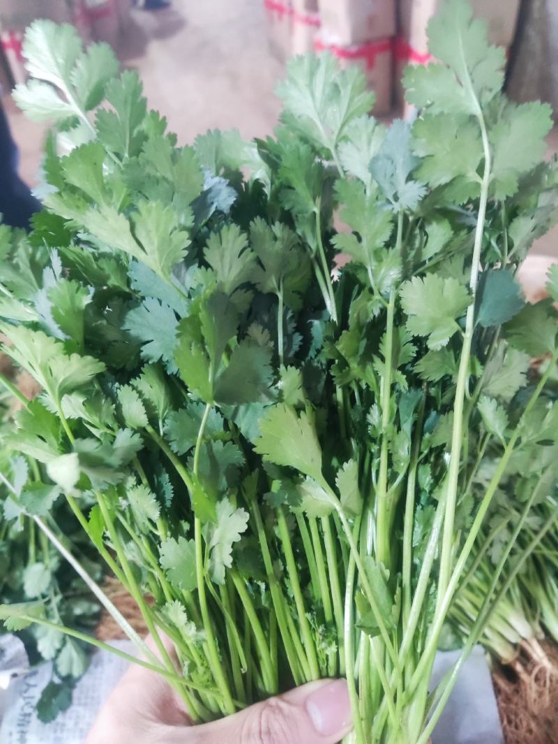云南精品香菜产地一手货源可视频看货质量保证