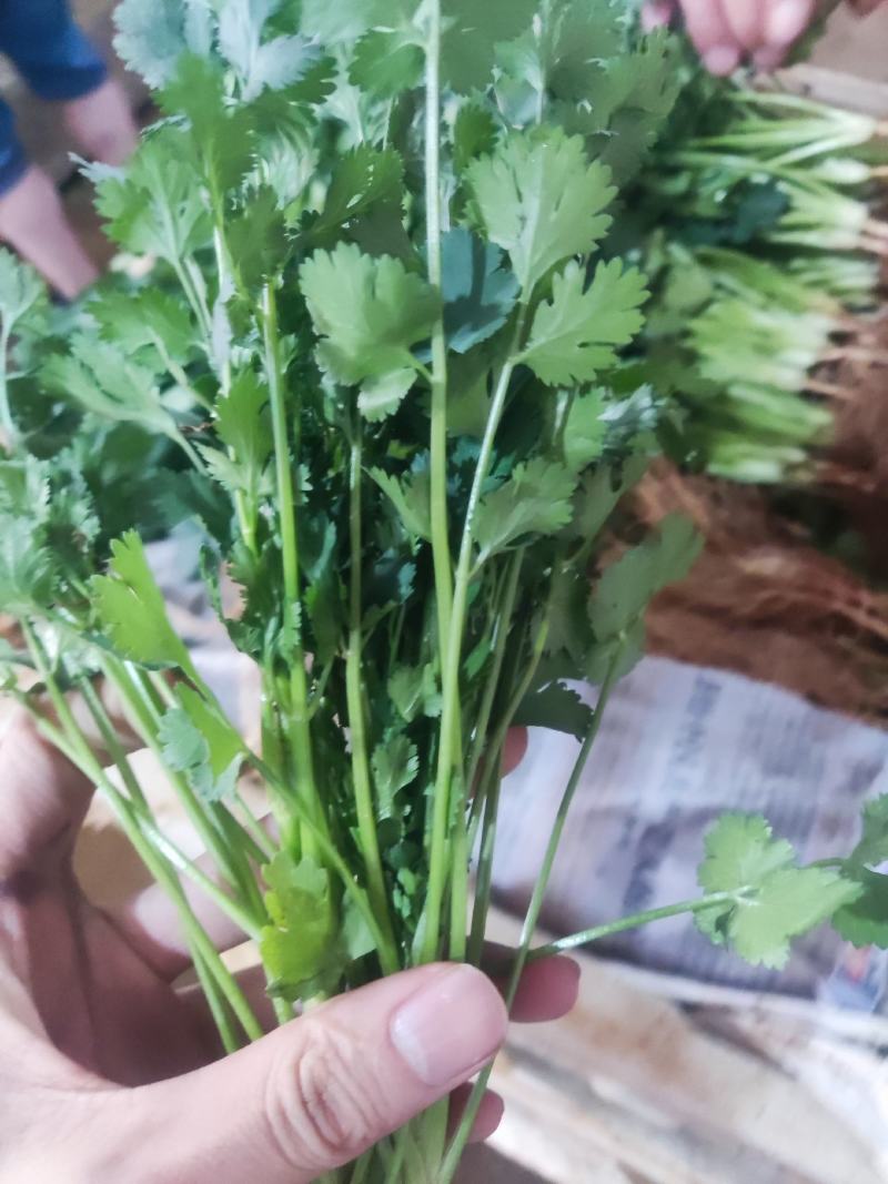 云南精品香菜产地一手货源可视频看货质量保证