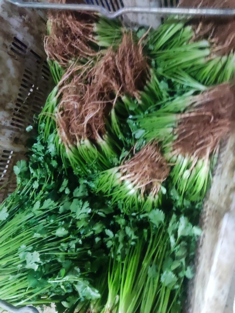 云南精品香菜产地一手货源可视频看货质量保证