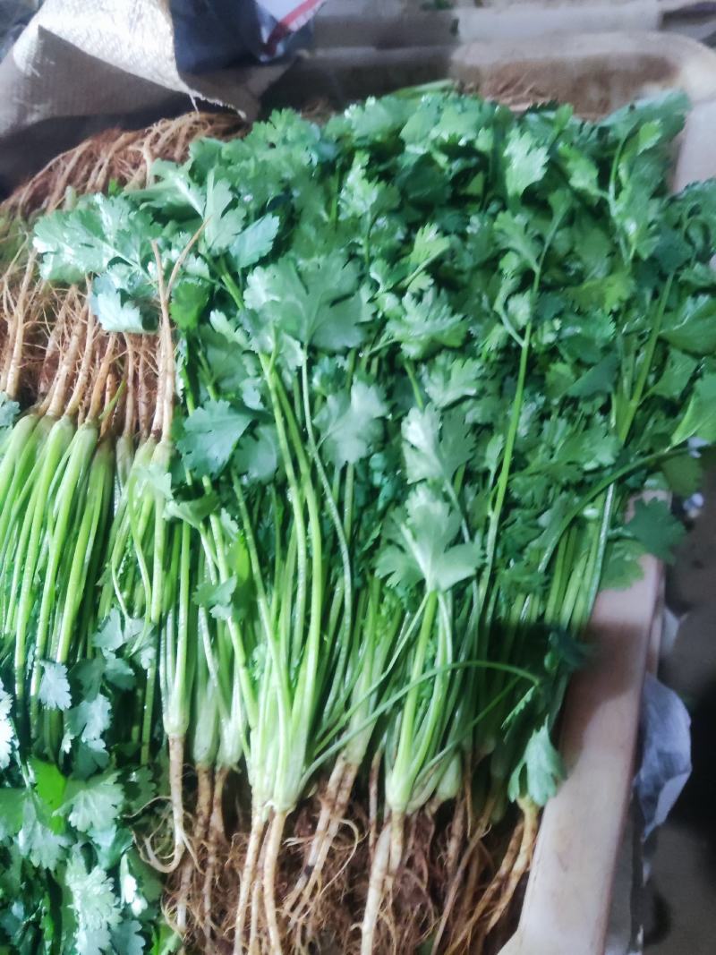 云南精品香菜产地一手货源可视频看货质量保证