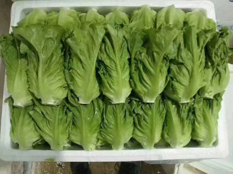 云南精品生菜产地一手货源品质保证可视频看货