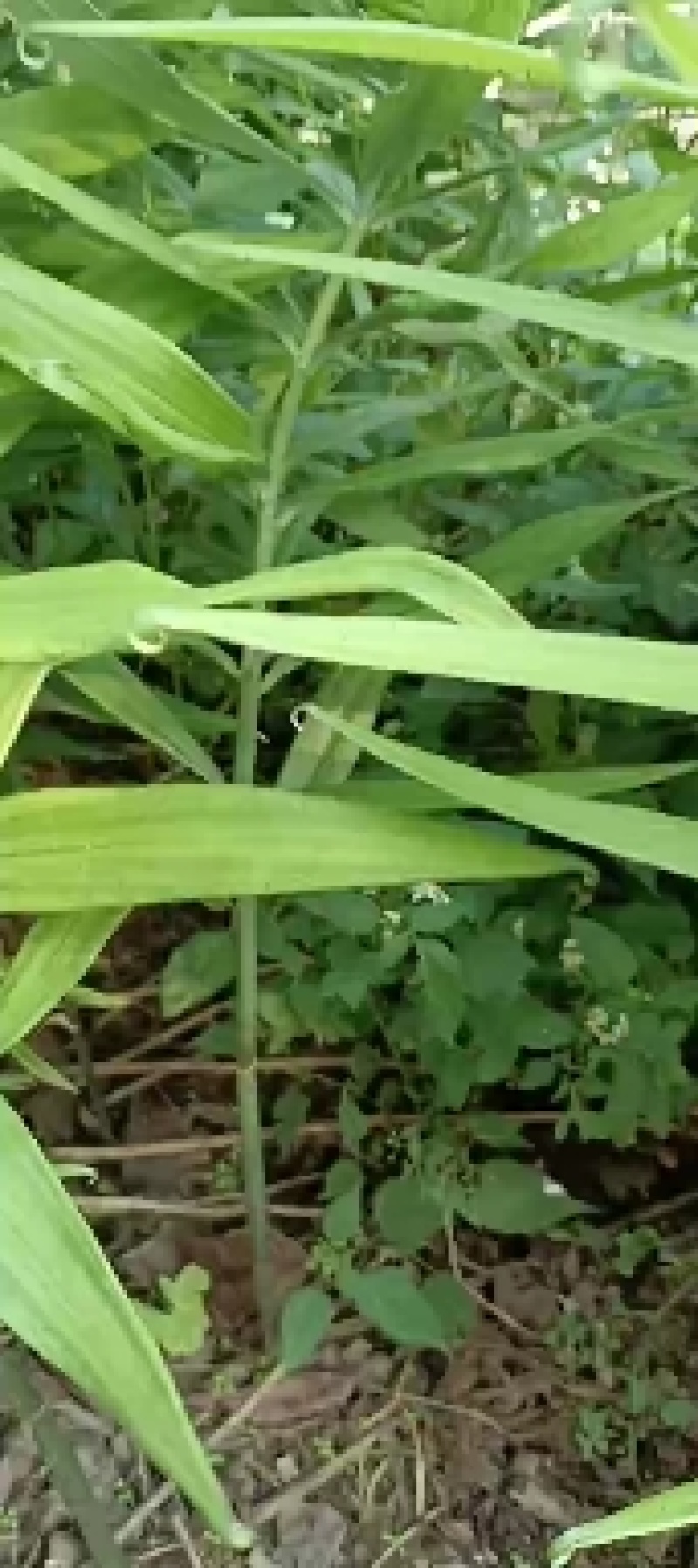 黄精种苗i
