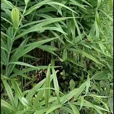 黄精种苗i