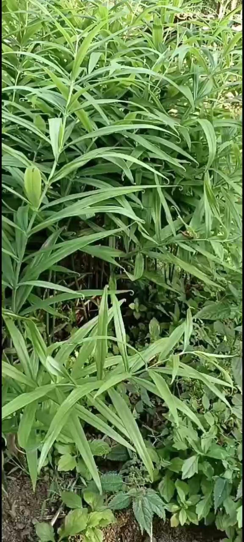 黄精种苗i