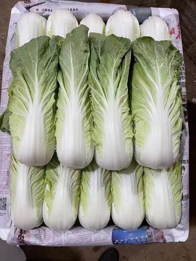 云南精品黄白菜产地一手好货可视频看货品质保证