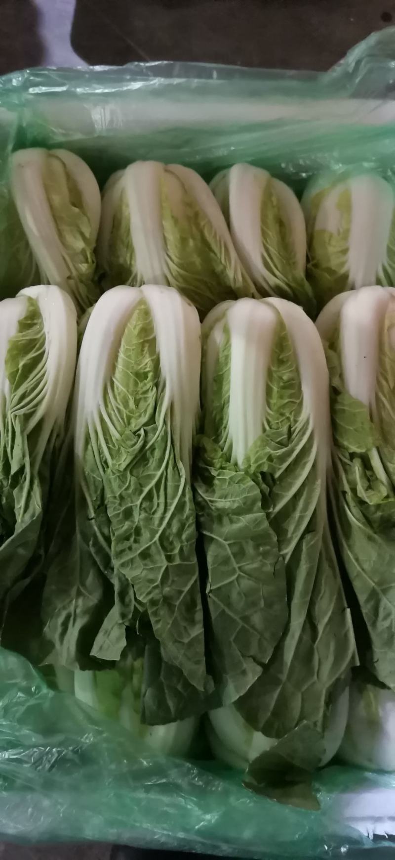 云南精品黄白菜产地一手好货可视频看货品质保证
