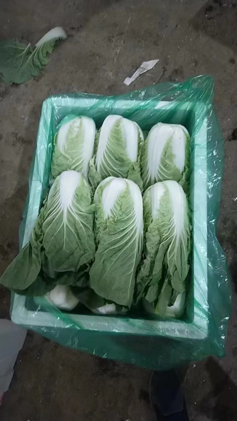 云南精品黄白菜产地一手好货可视频看货品质保证