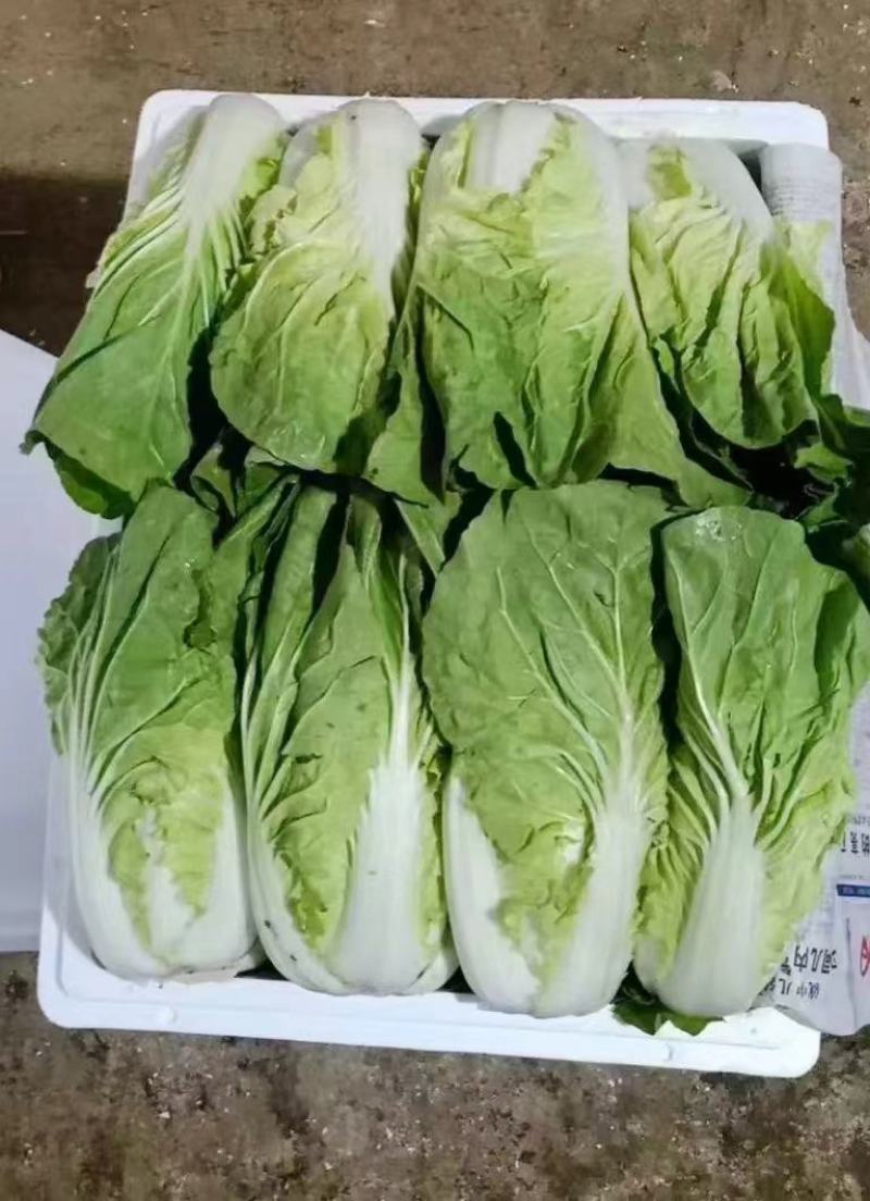 云南精品黄白菜产地一手好货可视频看货品质保证