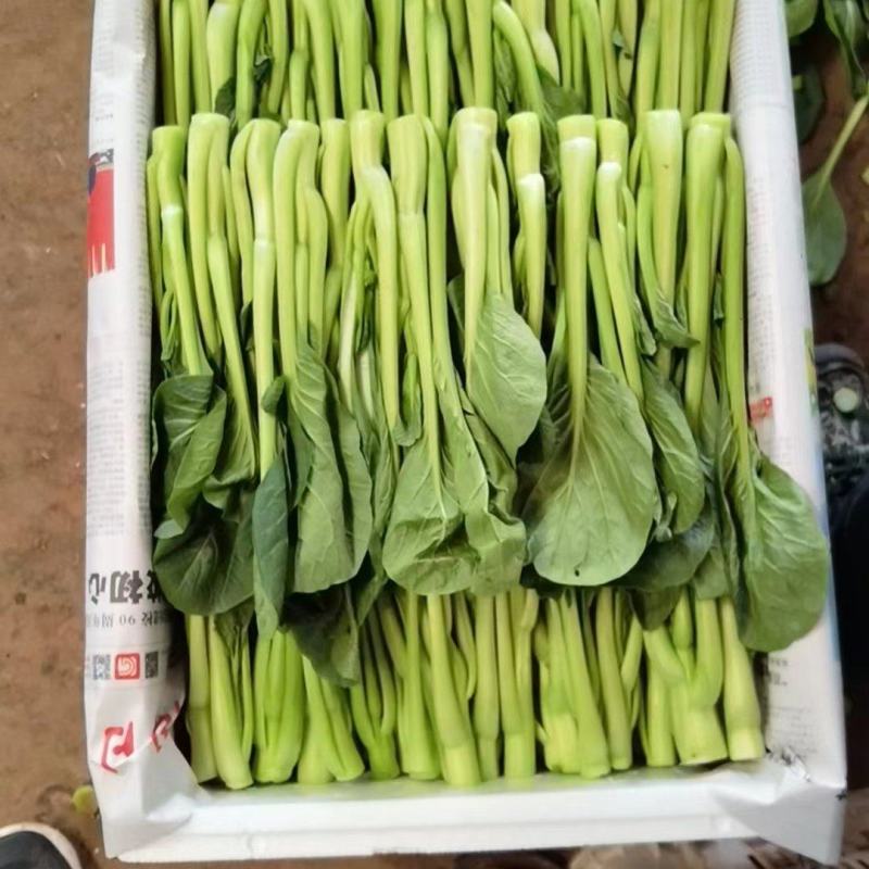 云南精品菜心产地一手货源品质保证可视频看货